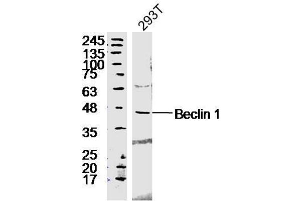 Beclin 1 antibody  (AA 201-330)