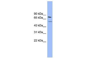KCNQ4 antibody used at 1 ug/ml to detect target protein. (KCNQ4 antibody  (Middle Region))
