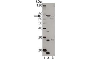 Western blot analysis of TAP1, pAb : Lane 1: MW marker, Lane 2: A431 cell lysate Lane 3: HeLa cell lysate (TAP1 antibody)