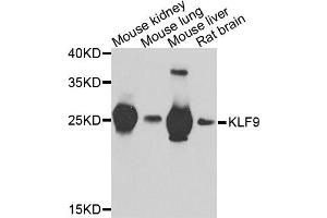Western blot analysis of extracts of various cells, using KLF9 antibody. (KLF9 antibody)