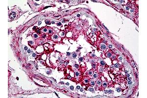 Anti-Annexin V antibody IHC of human testis. (Annexin V antibody  (AA 1-321))