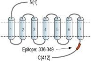 anti-Thyrotropin-Releasing Hormone Receptor (TRHR) (AA 336-349), (C-Term), (Intracellular) antibody