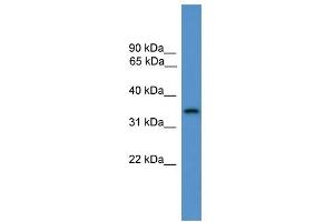 WB Suggested Anti-STX4 Antibody Titration: 0.