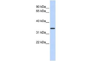 Western Blotting (WB) image for anti-Mitochondrial Calcium Uniporter Regulator 1 (MCUR1) antibody (ABIN2458892) (CCDC90A antibody)