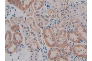 DAB staining on IHC-P; Samples: Rat Kidney Tissue (GIP antibody  (AA 11-124))