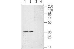 Western blot analysis of (RAEC) rat aortic endothelial  cell line lysates (lanes 1 and 3) and A-10 Rat thoracic aorta smooth muscle (lane 2 and 4) cell lysates: - 1,2. (S1PR1 antibody  (Extracellular, N-Term))