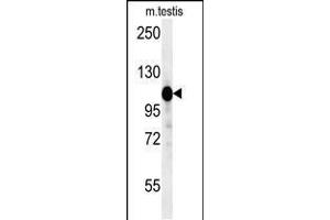 Western blot analysis in mouse testis tissue lysates (15ug/lane). (DACT1 antibody  (N-Term))