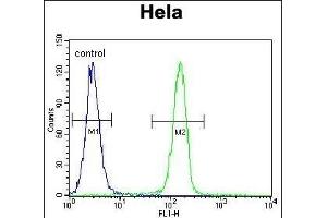 SELV Antibody (C-term) (ABIN655287 and ABIN2844877) flow cytometric analysis of Hela cells (right histogram) compared to a negative control cell (left histogram). (Selenoprotein V antibody  (C-Term))