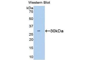 Western Blotting (WB) image for anti-Hepatocyte Growth Factor (Hepapoietin A, Scatter Factor) (HGF) (AA 495-728) antibody (ABIN1859147) (HGF antibody  (AA 495-728))