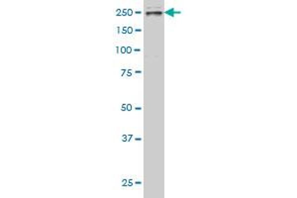TLN1 antibody  (AA 1052-1149)