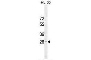 METTL10 Antibody (N-term) western blot analysis in HL-60 cell line lysates (35µg/lane). (METTL10 antibody  (N-Term))