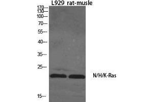 Western Blot (WB) analysis of specific cells using N/H/K-Ras Polyclonal Antibody. (N/H/K-Ras (N-Term) antibody)