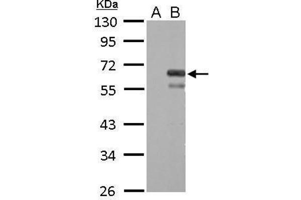 Coagulation Factor X antibody