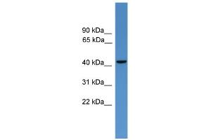 WB Suggested Anti-GLUL Antibody Titration: 0. (GLUL antibody  (C-Term))