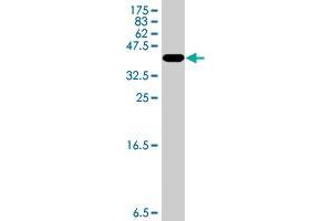 Western Blot detection against Immunogen (33. (ENOX2 antibody  (AA 309-379))