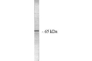 Image no. 1 for anti-Protein Phosphatase 2, Regulatory Subunit A, alpha (PPP2R1A) (AA 7-19), (N-Term) antibody (ABIN264939) (PPP2R1A antibody  (N-Term))