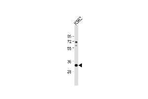 Anti-ATP1B2 Antibody (C-term) at 1:1000 dilution + K562 whole cell lysate Lysates/proteins at 20 μg per lane.