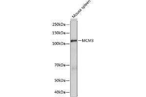 Western blot analysis of extracts of Mouse spleen, using MCM3 Rabbit mAb (ABIN7268540) at 1:1000 dilution. (MCM3 antibody)