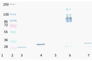 Western Blotting (WB) image for anti-Red Fluorescent Protein (RFP) antibody (ABIN1607680)