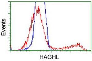 HEK293T cells transfected with either RC200832 overexpress plasmid (Red) or empty vector control plasmid (Blue) were immunostained by anti-HAGHL antibody (ABIN2454227), and then analyzed by flow cytometry. (HAGHL antibody)