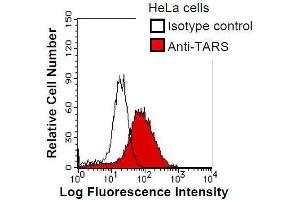 HeLa cells were fixed in 2% paraformaldehyde/PBS and then permeabilized in 90% methanol. (TARS antibody)