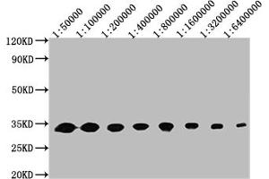 Western Blot Positive WB detected in: 50 ng recombinant protein All lanes: GFP antibody at 1:50000, 1:100000, 1:200000, 1:400000, 1:800000, 1:1600000, 1:3200000, 1:6400000 Secondary Goat polyclonal to mouse IgG at 1/50000 dilution Predicted band size: 32 KDa Observed band size: 32 KDa Exposure time:5 min (GFP antibody)