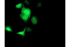 Anti-SOCS3 mouse monoclonal antibody (ABIN2454672) immunofluorescent staining of COS7 cells transiently transfected by pCMV6-ENTRY SOCS3 (RC209305). (SOCS3 antibody)