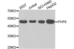 Western blot analysis of extracts of various cell lines, using PHF6 antibody.