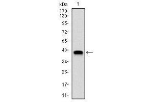 Western Blotting (WB) image for anti-Neural Precursor Cell Expressed, Developmentally Down-Regulated 8 (NEDD8) antibody (ABIN1108403)