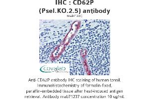 Image no. 1 for anti-Selectin P (Granule Membrane Protein 140kDa, Antigen CD62) (SELP) antibody (ABIN1724063) (P-Selectin antibody)