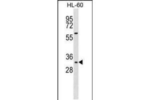 Western blot analysis in HL-60 cell line lysates (35ug/lane). (HOXB13 antibody  (AA 92-121))