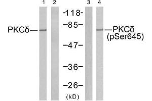 Western blot analysis of extracts from MCF7 cells using PKCδ (Ab-645) antibody (E021288, Line 1 and 2) and PKCδ (phospho-Ser645) antibody (E011296, Line 3 and 4). (PKC delta antibody  (pSer645))
