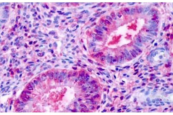ESRRB antibody  (N-Term)