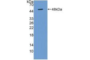 Western blot analysis of recombinant Human BMP4.