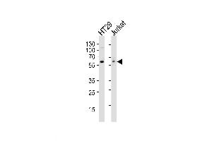 Lane 1: HT29 Cell lysates, Lane 2: Jurkat Cell lysates, probed with SRC (17AT28) Monoclonal Antibody, unconjugated (bsm-51271M) at 1:1000 overnight at 4°C followed by a conjugated secondary antibody for 60 minutes at 37°C. (Src antibody)