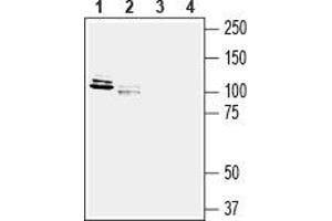 Western blot analysis of rat new born brain membranes (lanes 1 and 3) and rat brain lysate (lanes 2 and 4): - 1,2. (LRRC4B antibody  (Extracellular, N-Term))