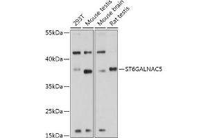 Western blot analysis of extracts of various cell lines, using ST6G antibody (ABIN7270580) at 1:1000 dilution. (ST6GALNAC5 antibody  (AA 28-336))