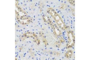 Immunohistochemistry of paraffin-embedded rat kidney using DISC1 antibody. (DISC1 antibody  (AA 1-200))