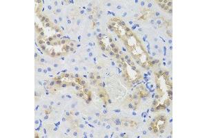 Immunohistochemistry of paraffin-embedded rat kidney using DISC1 antibody. (DISC1 antibody  (AA 1-200))