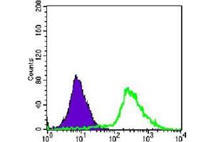 Flow cytometric analysis of Jurkat cells using p44/42 MAPK mAb (green) and negative control (purple). (ERK1/2 antibody)