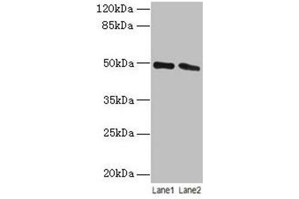 STAMBP antibody  (AA 1-424)