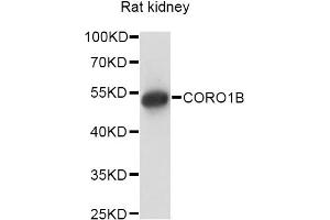 Western blot analysis of extracts of rat kidney, using CORO1B antibody (ABIN6290258) at 1:1000 dilution. (CORO1B antibody)