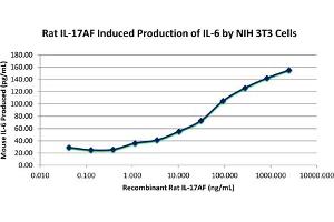 SDS-PAGE (SDS) image for Interleukin-17 A/F Heterodimer (IL-17A/F) protein (ABIN6700951)