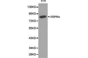 Western Blotting (WB) image for anti-Heat Shock Protein 90kDa alpha (Cytosolic), Class A Member 1 (HSP90AA1) antibody (ABIN1873089) (HSP90AA1 antibody)