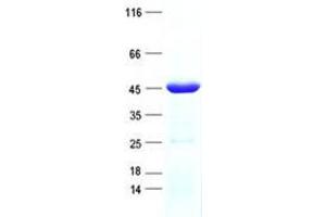 Validation with Western Blot