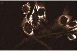 Immunofluorescence staining of WI-38 cells (Human lung fibroblasts, ATCC CCL-75) with the Mouse Anti-Akt antibody. (AKT1 antibody  (AA 71-184))