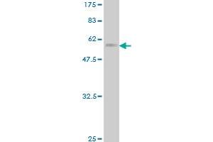Western Blot detection against Immunogen (69. (DUSP4 antibody  (AA 1-394))