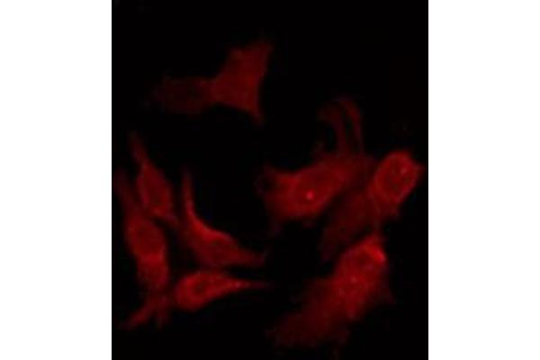 OR10A4 antibody  (C-Term)