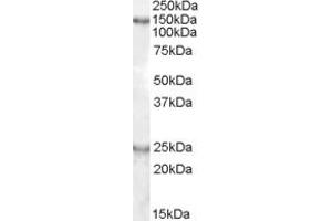Western Blotting (WB) image for anti-KIAA0319 (KIAA0319) (AA 391-403) antibody (ABIN342965)