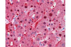 Immunohistochemistry (IHC) image for anti-Fumarylacetoacetate Hydrolase (Fumarylacetoacetase) (FAH) (N-Term) antibody (ABIN2776934) (FAH antibody  (N-Term))